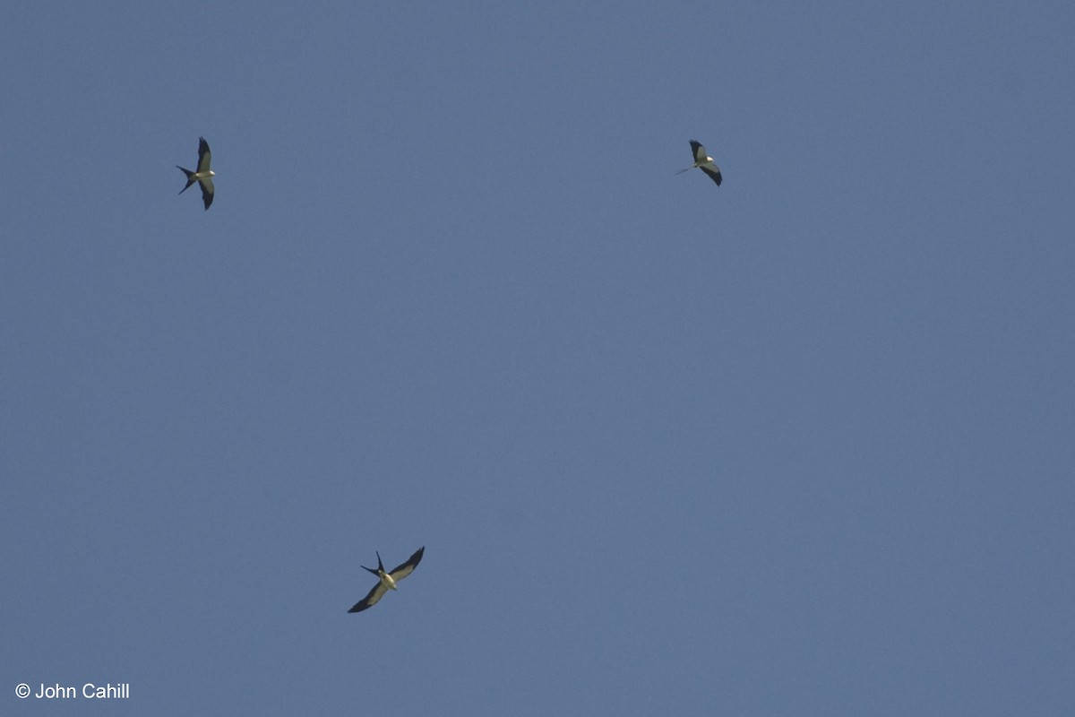Swallow-tailed Kite - ML20087621
