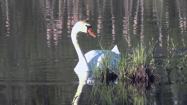 Cygne tuberculé - ML200876241