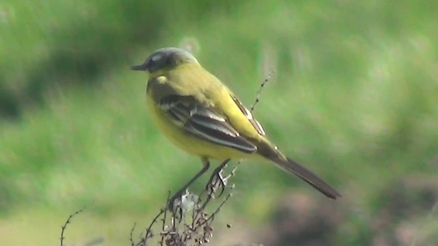 Western Yellow Wagtail - ML200876251