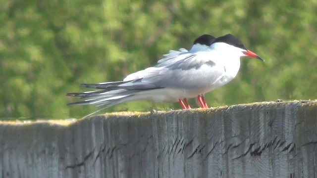 Common Tern - ML200876261