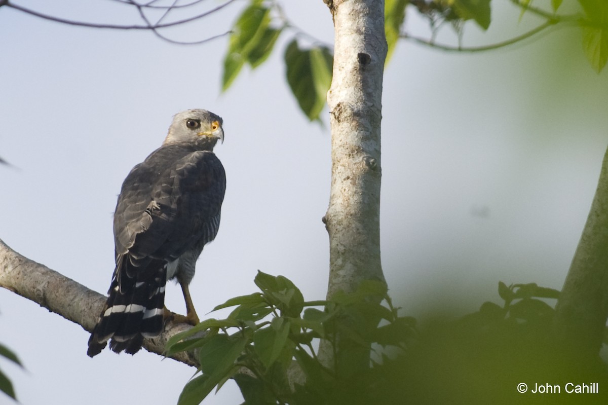 Gray Hawk - ML20087631