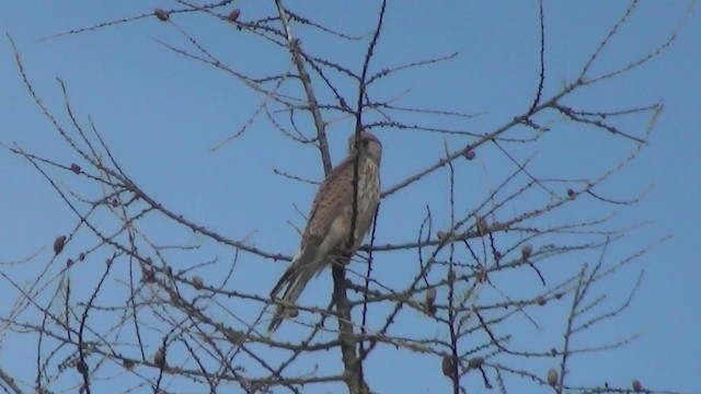 Eurasian Kestrel (Eurasian) - ML200876361