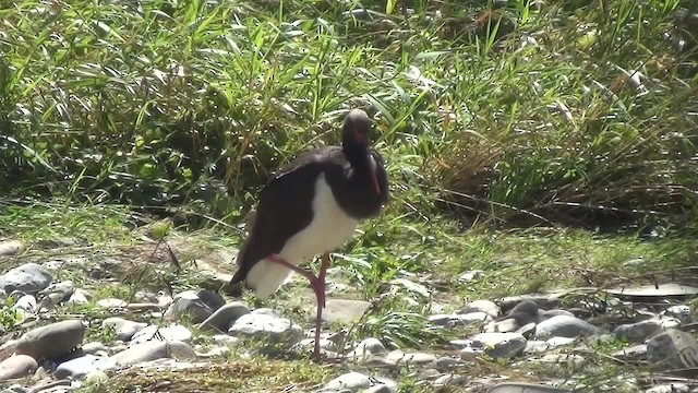 Black Stork - ML200876371