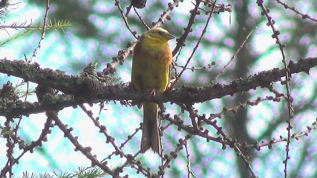 Bruant jaune - ML200876381