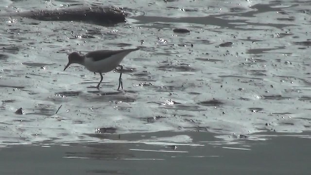 Common Sandpiper - ML200876401