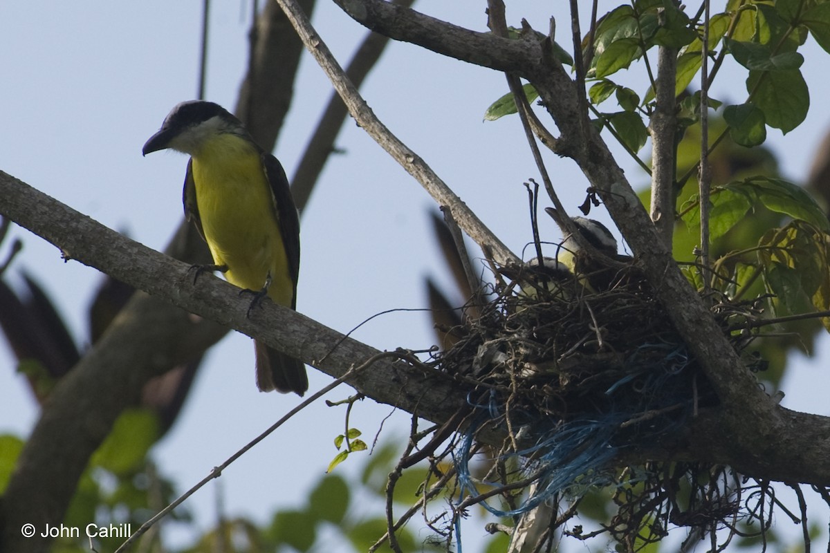 Boat-billed Flycatcher - John Cahill xikanel.com