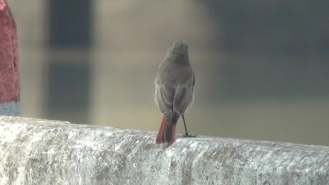 Black Redstart (Western) - ML200876411