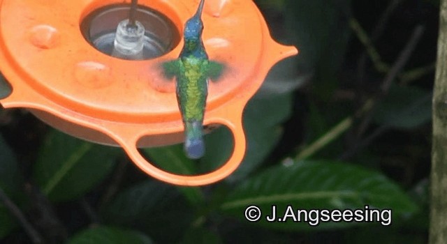 Blue-chinned Sapphire - ML200876431