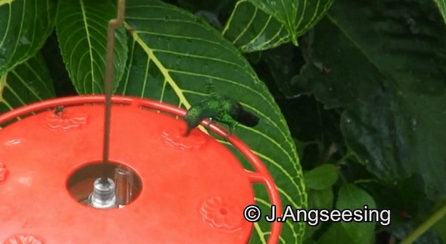 Blue-chinned Sapphire - ML200876441