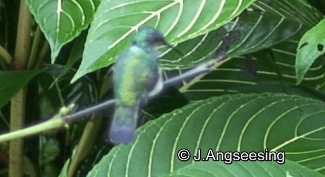 Blue-chinned Sapphire - ML200876461