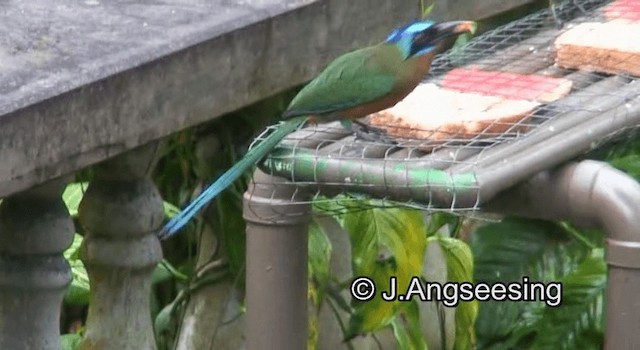 Trinidad Motmot - ML200876471