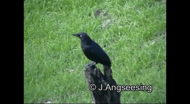 Carib Grackle - ML200876491