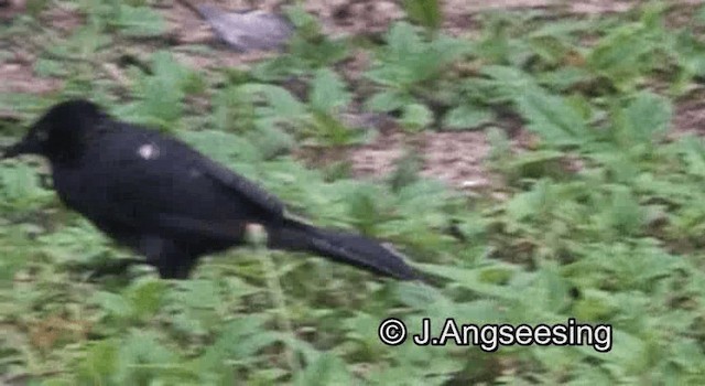 Carib Grackle - ML200876501