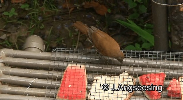 Zorzal Cacao (grupo fumigatus) - ML200876531