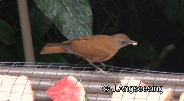 Cocoa Thrush (Cocoa) - ML200876541