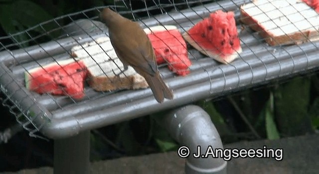 Zorzal Cacao (grupo fumigatus) - ML200876551