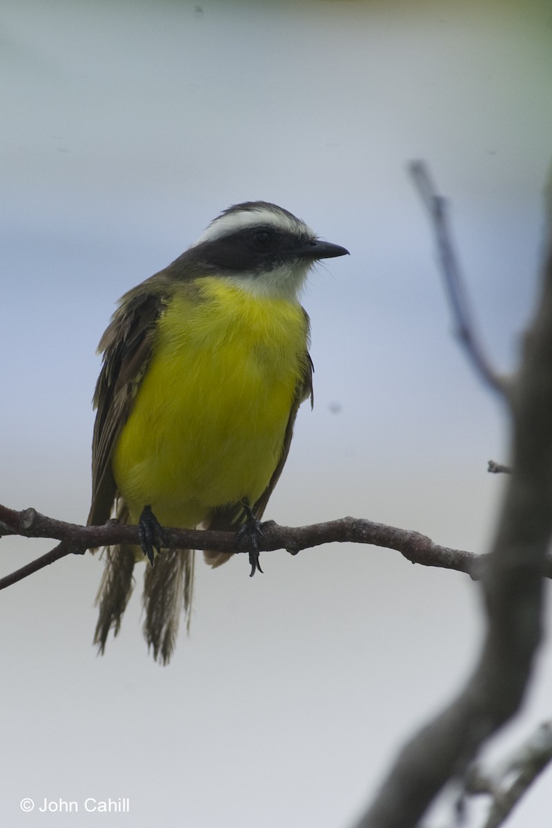 Social Flycatcher - ML20087661