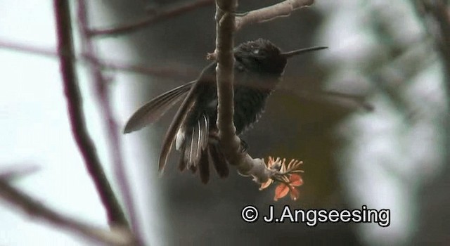 Kubasmaragdkolibri - ML200876681