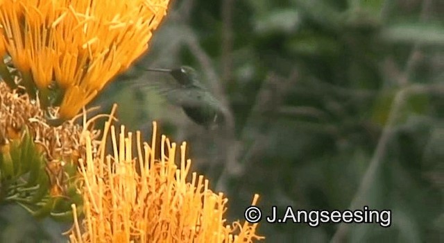 Cuban Emerald - ML200876691