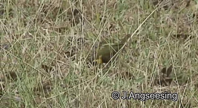 クビワスズメ - ML200876701