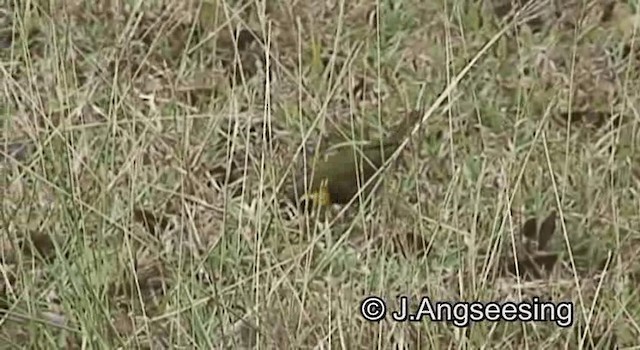 Cuban Grassquit - ML200876701