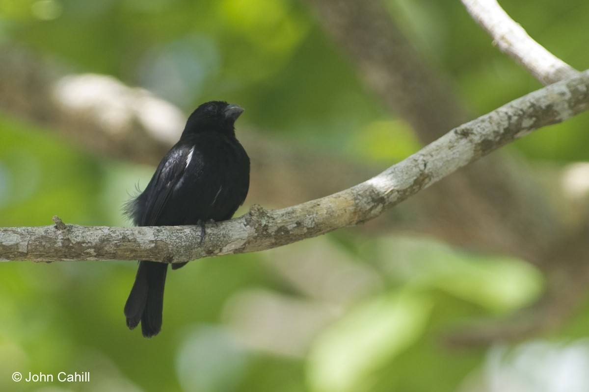 Variable Seedeater - ML20087671