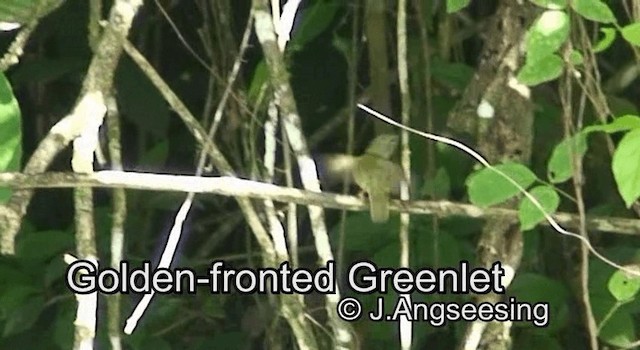 Golden-fronted Greenlet - ML200876711