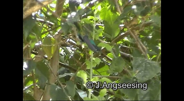 Green-throated Carib - ML200876741