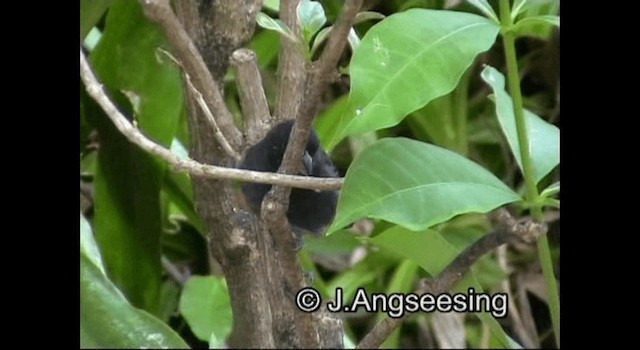 Lesser Antillean Bullfinch - ML200876771