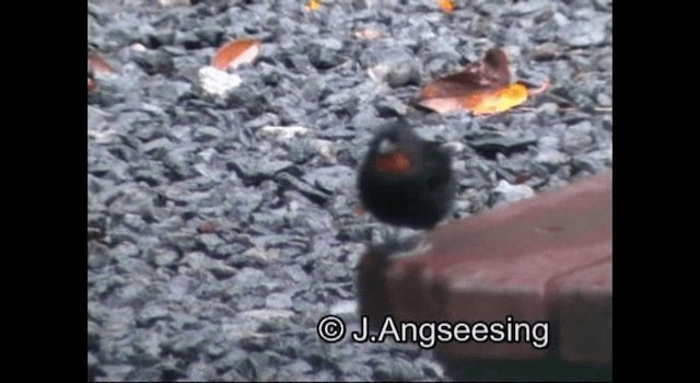 Lesser Antillean Bullfinch - ML200876781