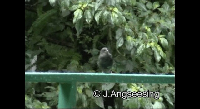 Lesser Antillean Bullfinch - ML200876791