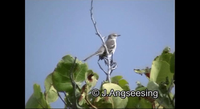 Northern Mockingbird - ML200876811