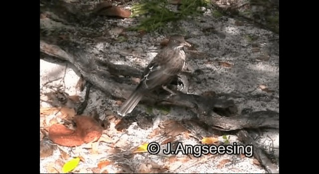 Pearly-eyed Thrasher - ML200876861