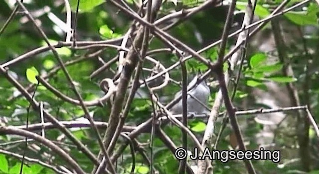 Plain Antvireo - ML200876871