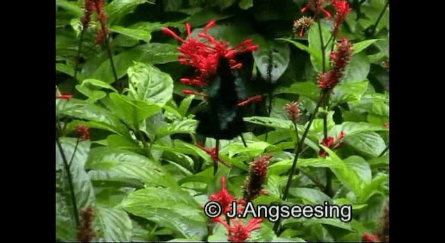 Colibrí Caribeño Gorjimorado - ML200876881