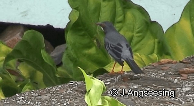 Western Red-legged Thrush (Rusty-bellied) - ML200876891