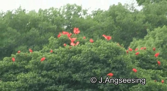 Scarlet Ibis - ML200876921