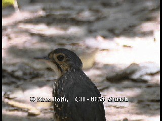 Streak-chested Antpitta (Pacific Slope) - ML200876951