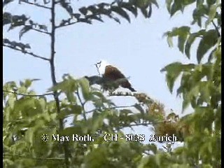 Three-wattled Bellbird - ML200876991