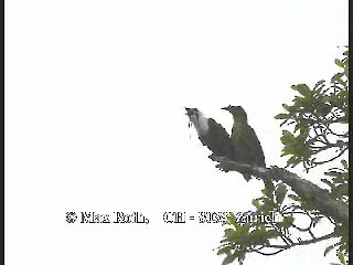 Three-wattled Bellbird - ML200877001