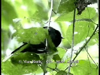 Black-hooded Antshrike - ML200877081