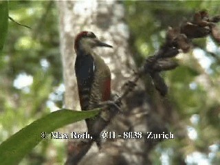Black-cheeked Woodpecker - ML200877131