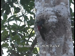 Fiery-billed Aracari - ML200877141