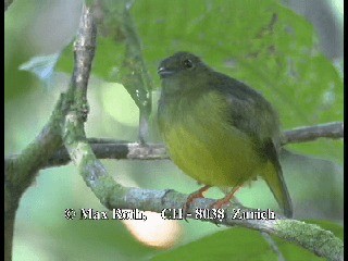 Manakin à col blanc - ML200877161