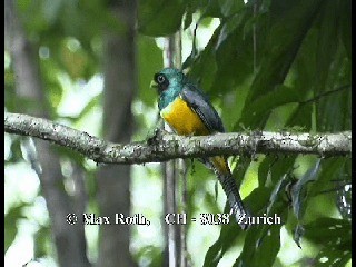 Northern Black-throated Trogon - ML200877181