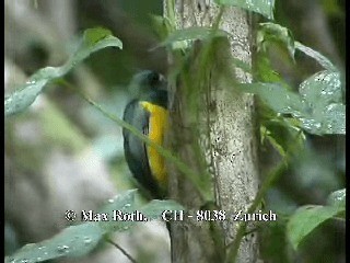 Kuzeyli Kara Gerdanlı Trogon - ML200877191