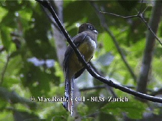 Northern Black-throated Trogon - ML200877201