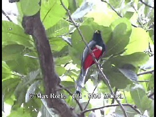 trogon krásný (ssp. elegans/lubricus) - ML200877271