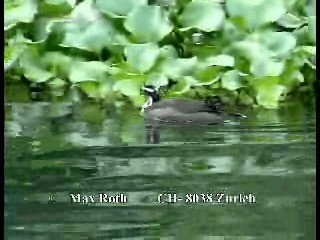 Sungrebe - ML200877311