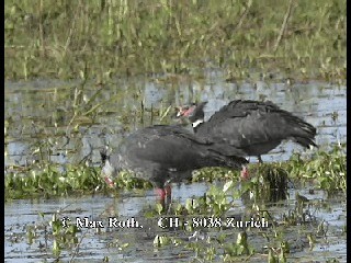 Southern Screamer - ML200877341